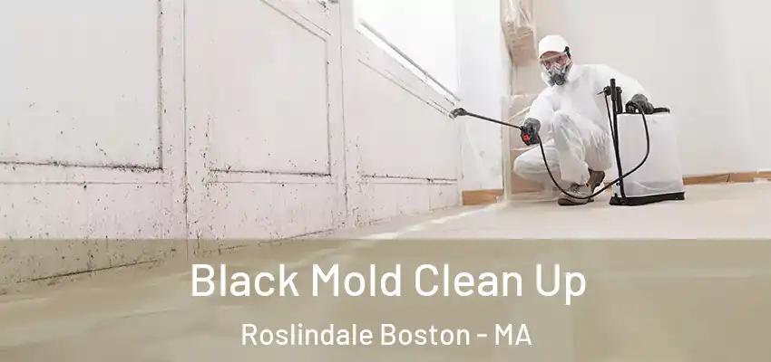  Black Mold Clean Up Roslindale Boston - MA