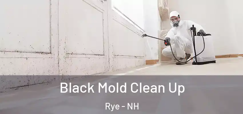 Black Mold Clean Up Rye - NH