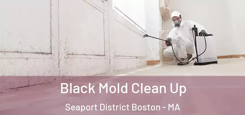  Black Mold Clean Up Seaport District Boston - MA