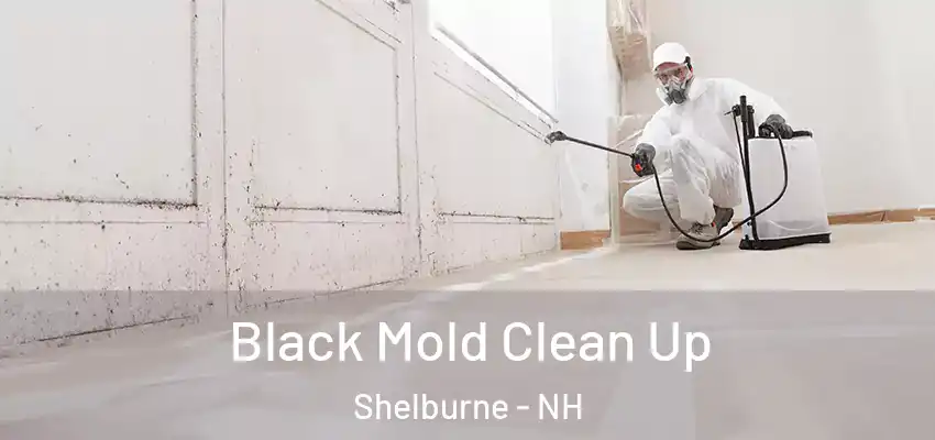 Black Mold Clean Up Shelburne - NH