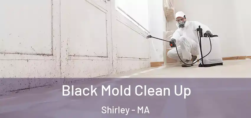 Black Mold Clean Up Shirley - MA