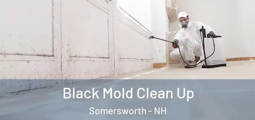 Black Mold Clean Up Somersworth - NH