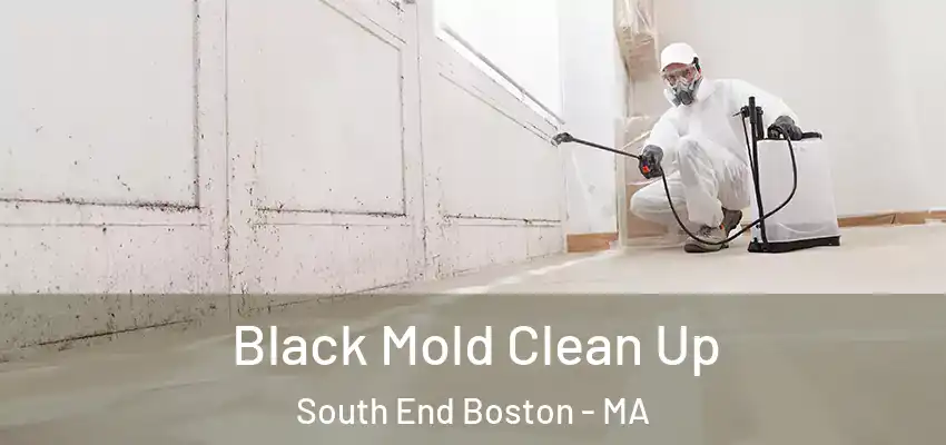  Black Mold Clean Up South End Boston - MA