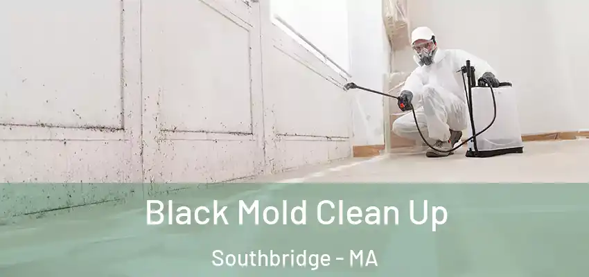 Black Mold Clean Up Southbridge - MA