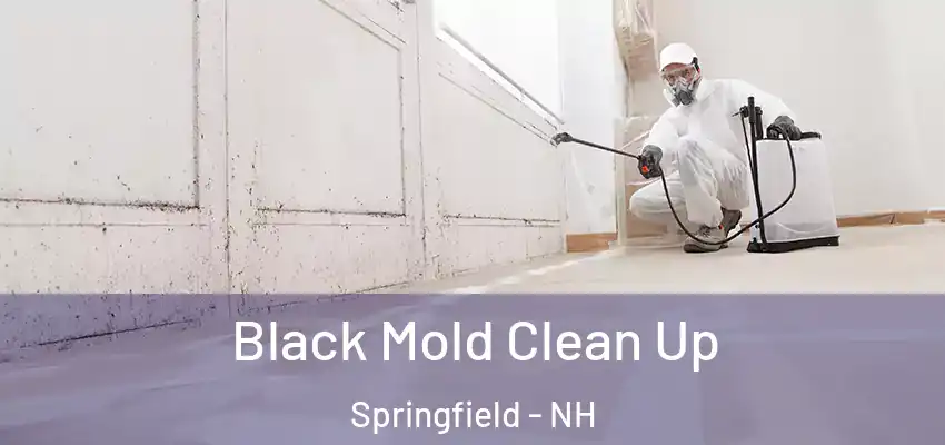  Black Mold Clean Up Springfield - NH