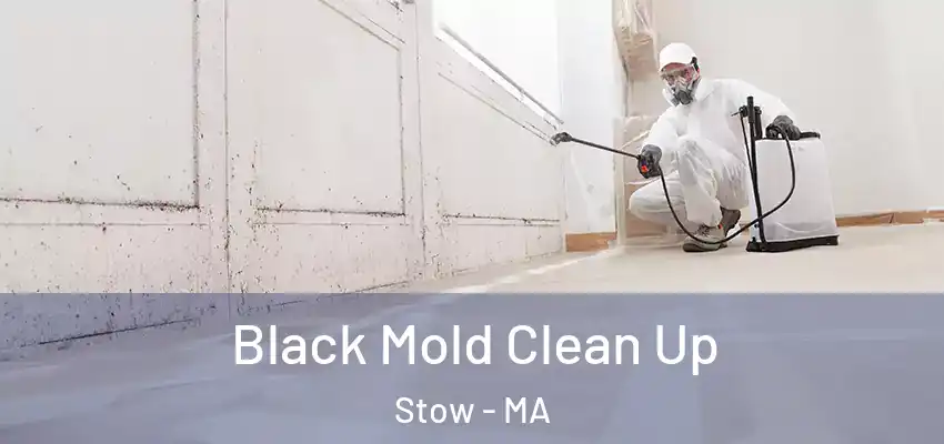  Black Mold Clean Up Stow - MA