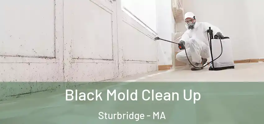 Black Mold Clean Up Sturbridge - MA