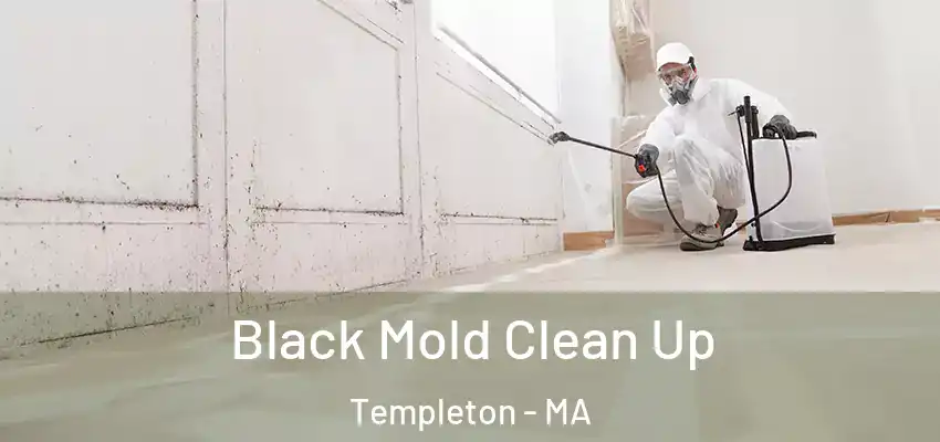 Black Mold Clean Up Templeton - MA