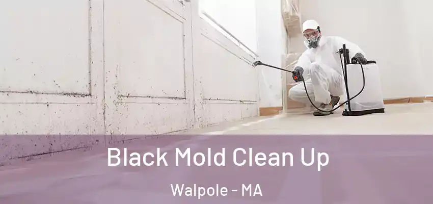 Black Mold Clean Up Walpole - MA