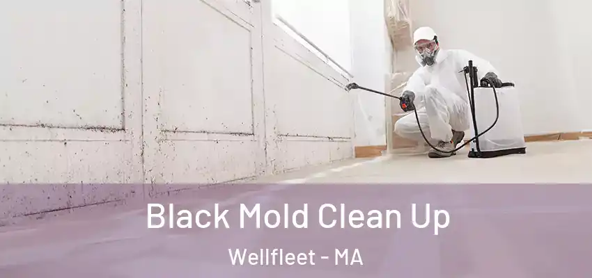  Black Mold Clean Up Wellfleet - MA