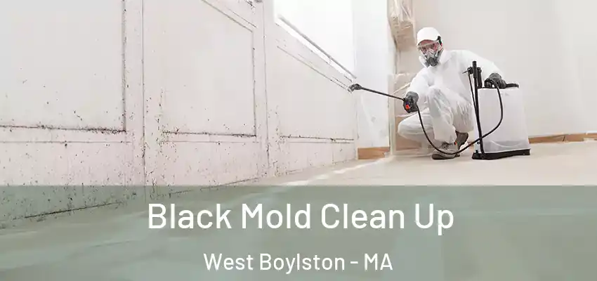  Black Mold Clean Up West Boylston - MA