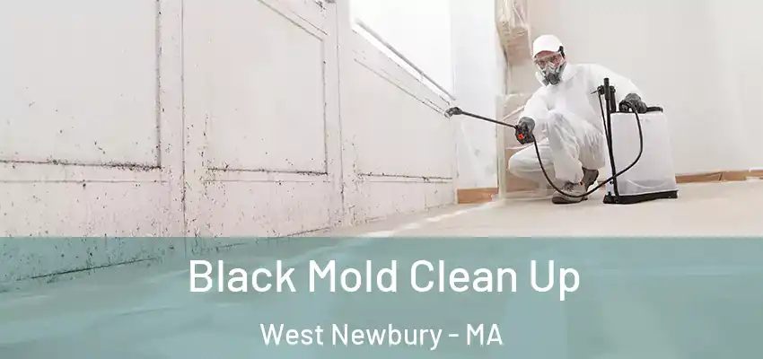 Black Mold Clean Up West Newbury - MA