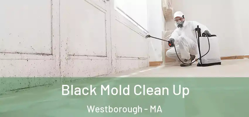 Black Mold Clean Up Westborough - MA