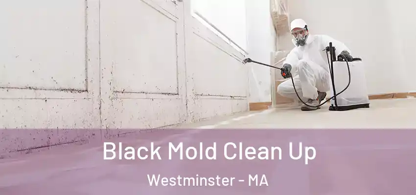  Black Mold Clean Up Westminster - MA