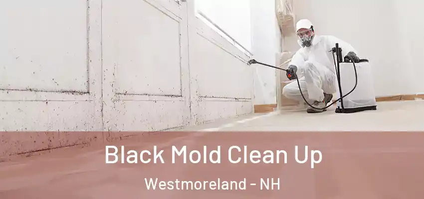 Black Mold Clean Up Westmoreland - NH