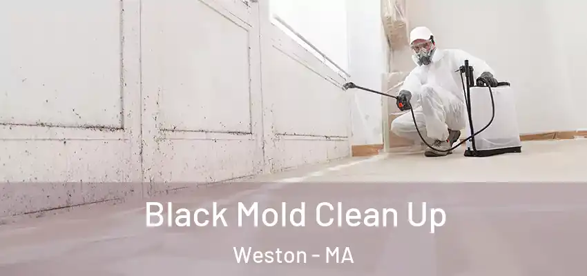  Black Mold Clean Up Weston - MA