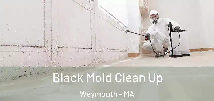 Black Mold Clean Up Weymouth - MA