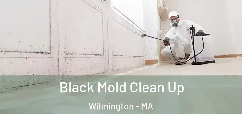  Black Mold Clean Up Wilmington - MA