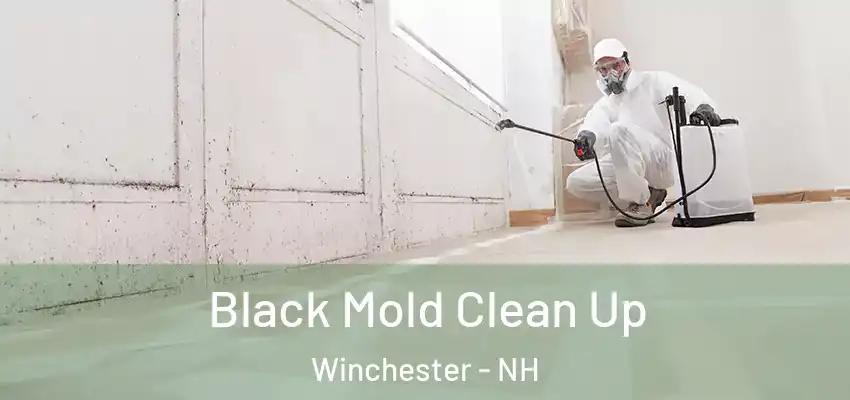 Black Mold Clean Up Winchester - NH