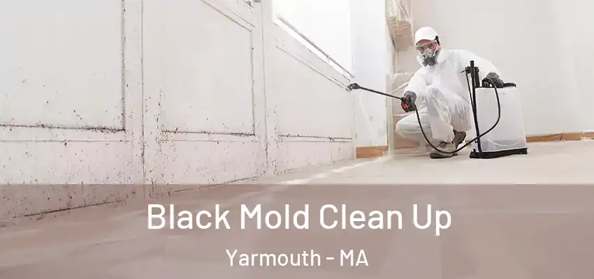  Black Mold Clean Up Yarmouth - MA
