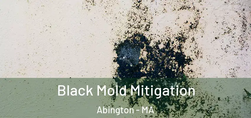Black Mold Mitigation Abington - MA