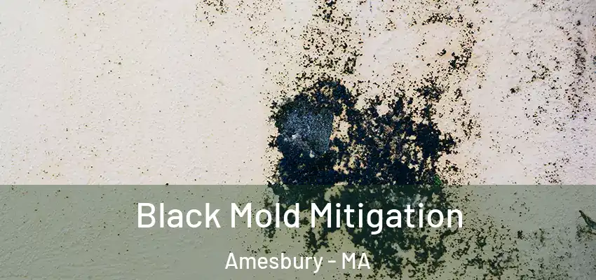 Black Mold Mitigation Amesbury - MA