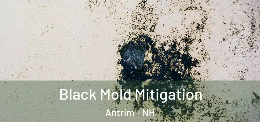 Black Mold Mitigation Antrim - NH