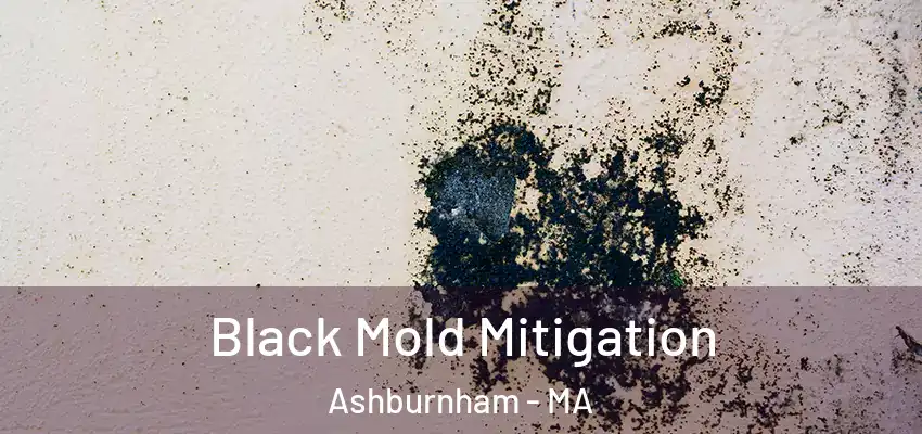  Black Mold Mitigation Ashburnham - MA