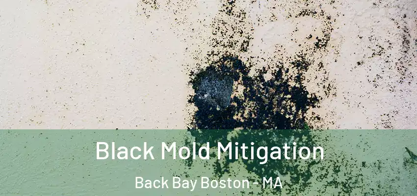 Black Mold Mitigation Back Bay Boston - MA