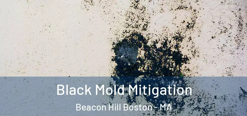  Black Mold Mitigation Beacon Hill Boston - MA