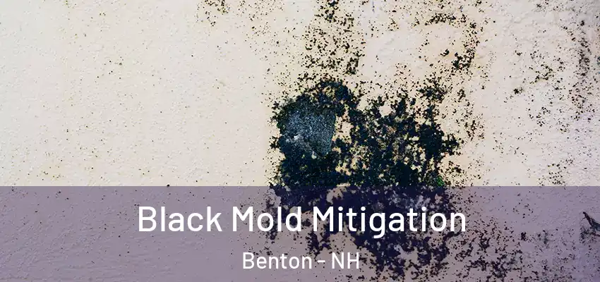 Black Mold Mitigation Benton - NH