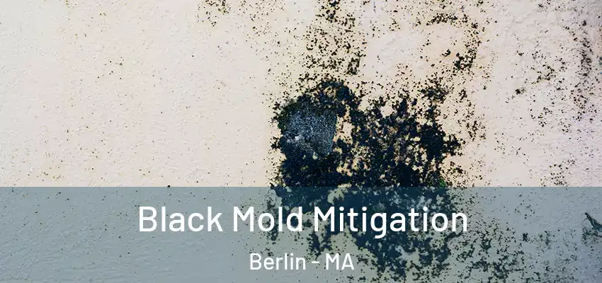 Black Mold Mitigation Berlin - MA