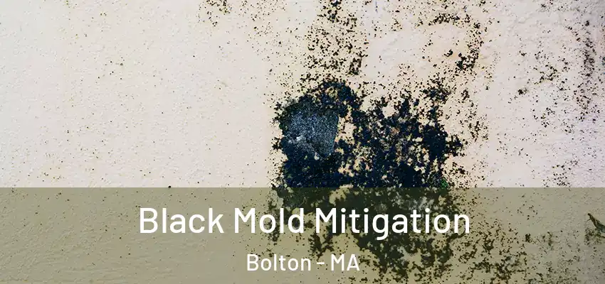  Black Mold Mitigation Bolton - MA