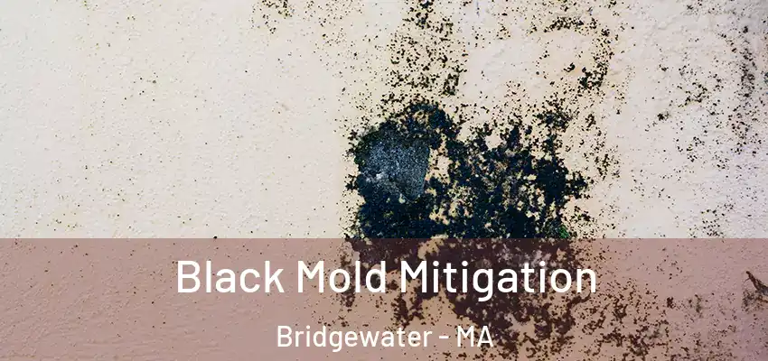 Black Mold Mitigation Bridgewater - MA