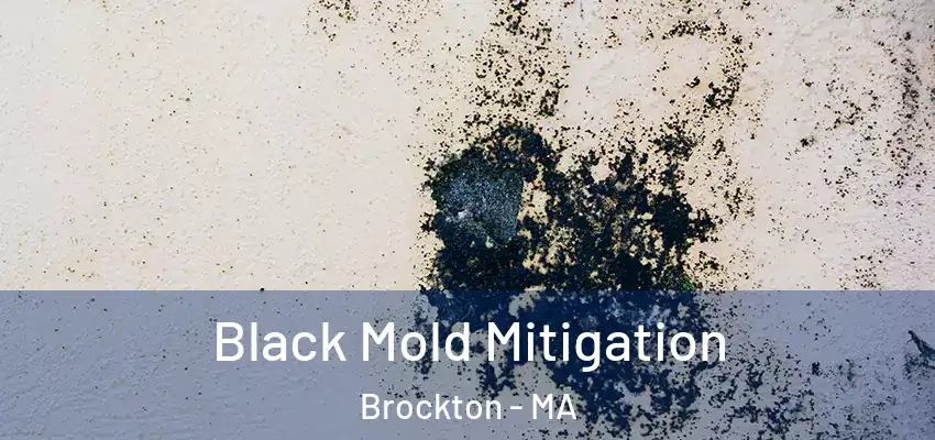  Black Mold Mitigation Brockton - MA