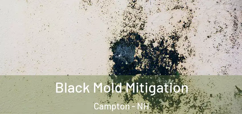 Black Mold Mitigation Campton - NH