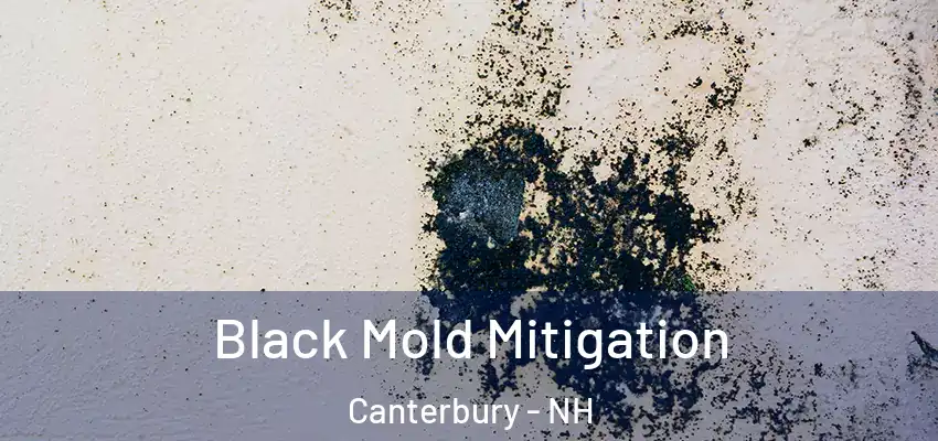  Black Mold Mitigation Canterbury - NH