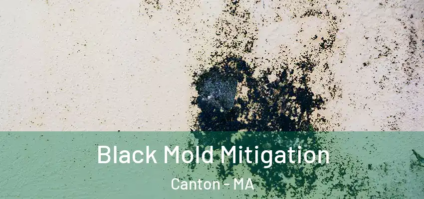 Black Mold Mitigation Canton - MA