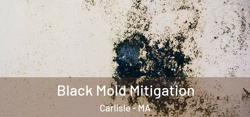  Black Mold Mitigation Carlisle - MA