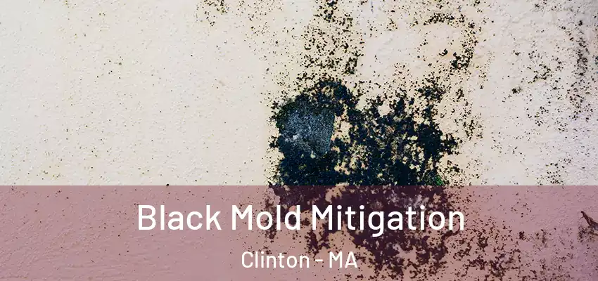 Black Mold Mitigation Clinton - MA