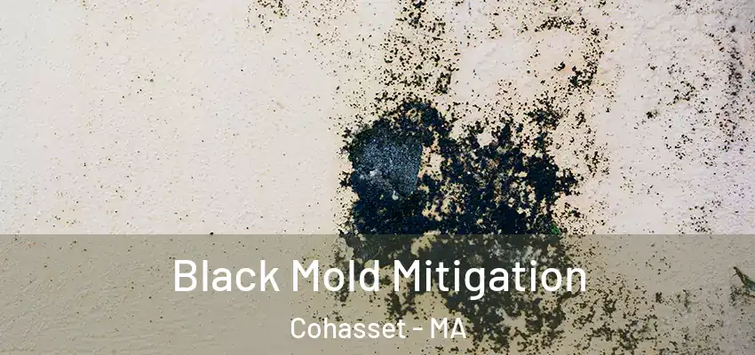  Black Mold Mitigation Cohasset - MA