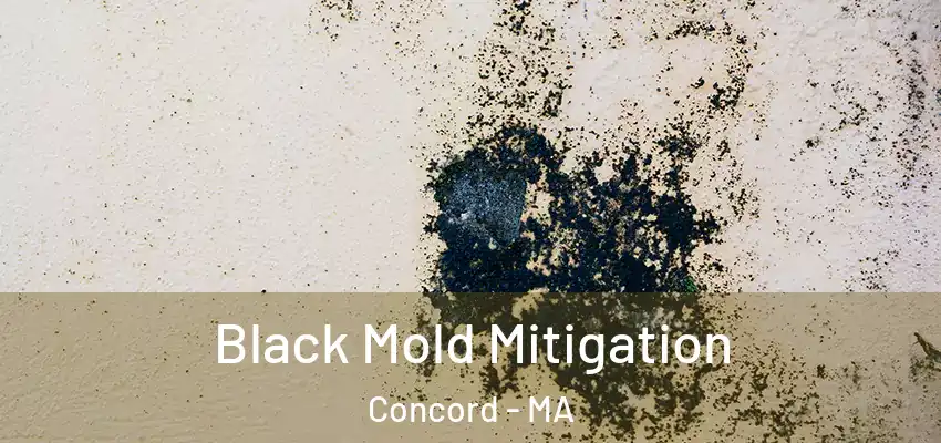  Black Mold Mitigation Concord - MA
