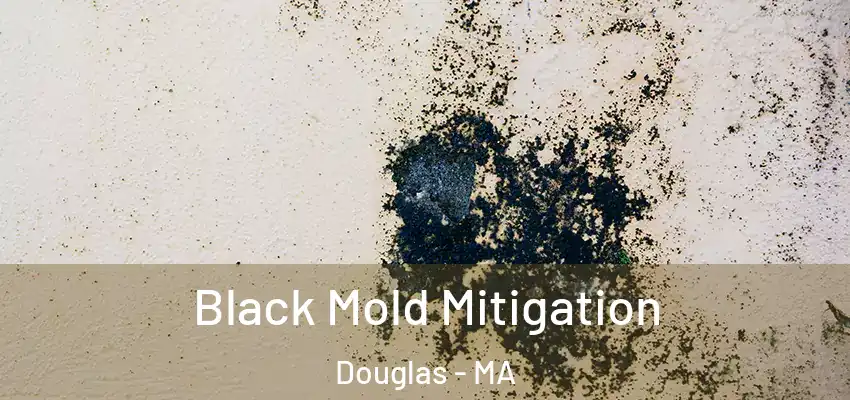  Black Mold Mitigation Douglas - MA