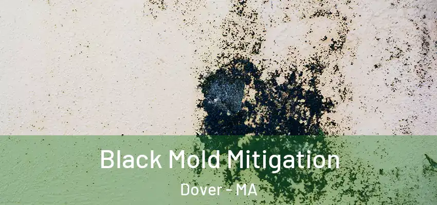 Black Mold Mitigation Dover - MA