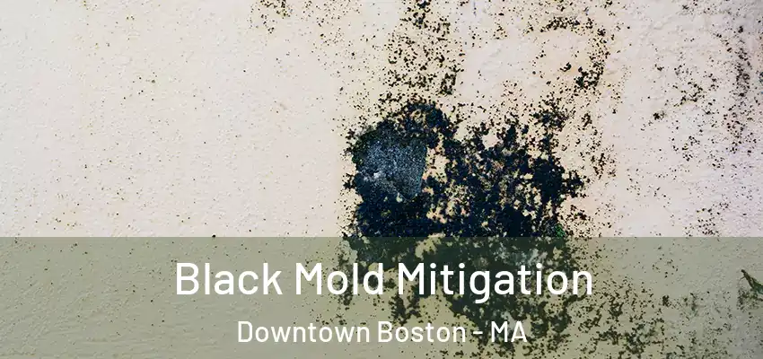 Black Mold Mitigation Downtown Boston - MA