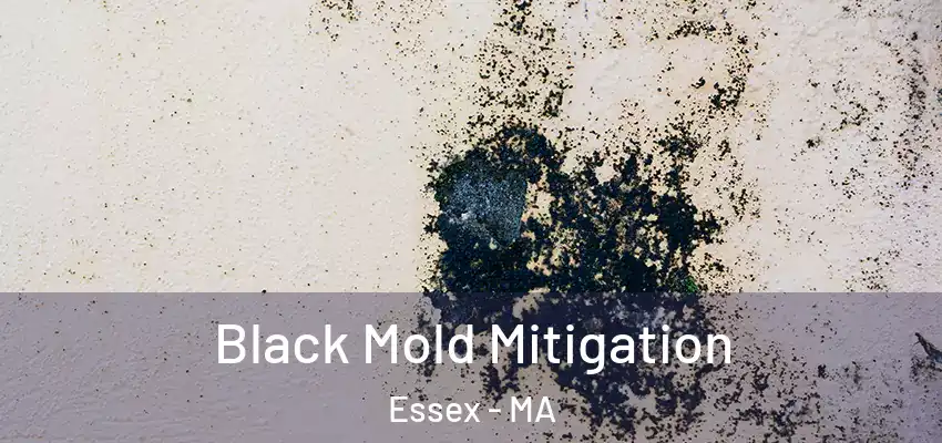 Black Mold Mitigation Essex - MA