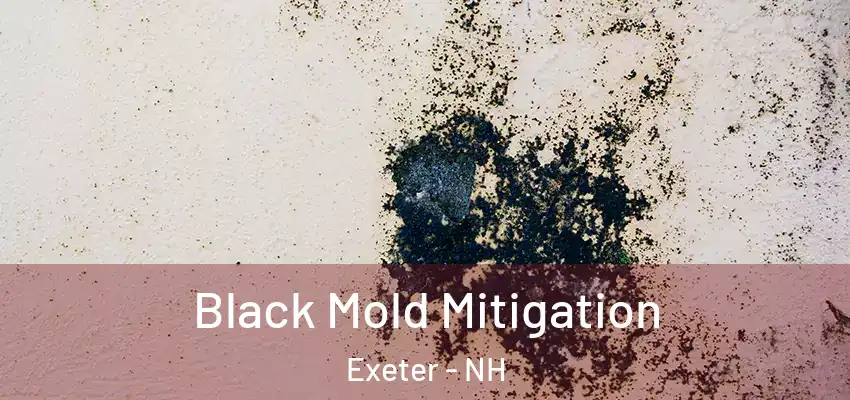  Black Mold Mitigation Exeter - NH