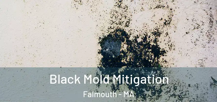  Black Mold Mitigation Falmouth - MA