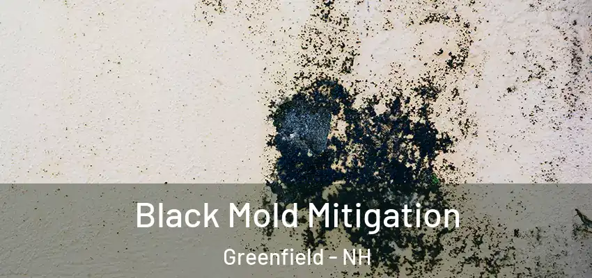 Black Mold Mitigation Greenfield - NH