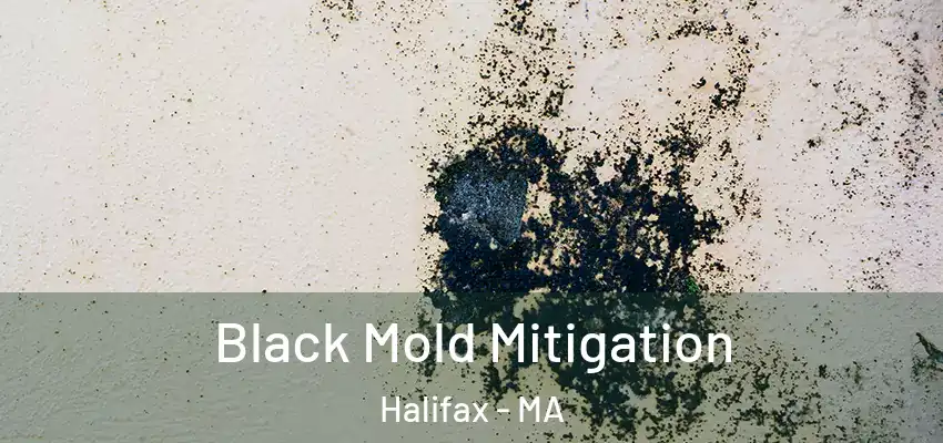  Black Mold Mitigation Halifax - MA
